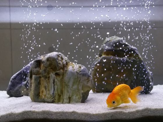 a goldfish in an aquarium with rocks and water splashing from it's back