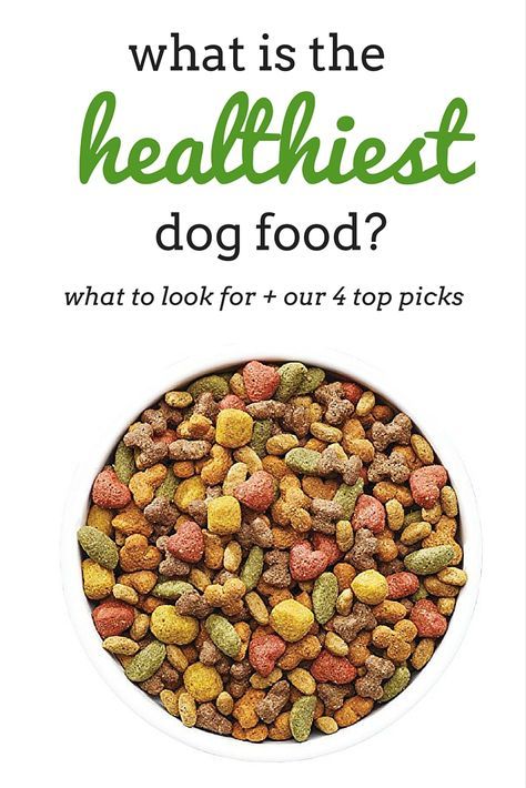 what is the healthest dog food? cover image with title in green and white