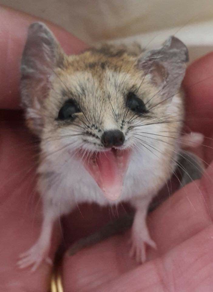 a small rodent sticking its tongue out in the palm of someone's hand