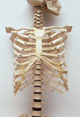 an image of a human skeleton showing the upper and lower limbs, including the ribcage