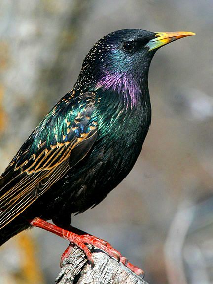 a colorful bird sitting on top of a tree stump