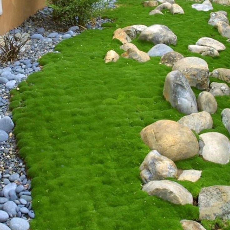 green grass and rocks in the middle of a yard