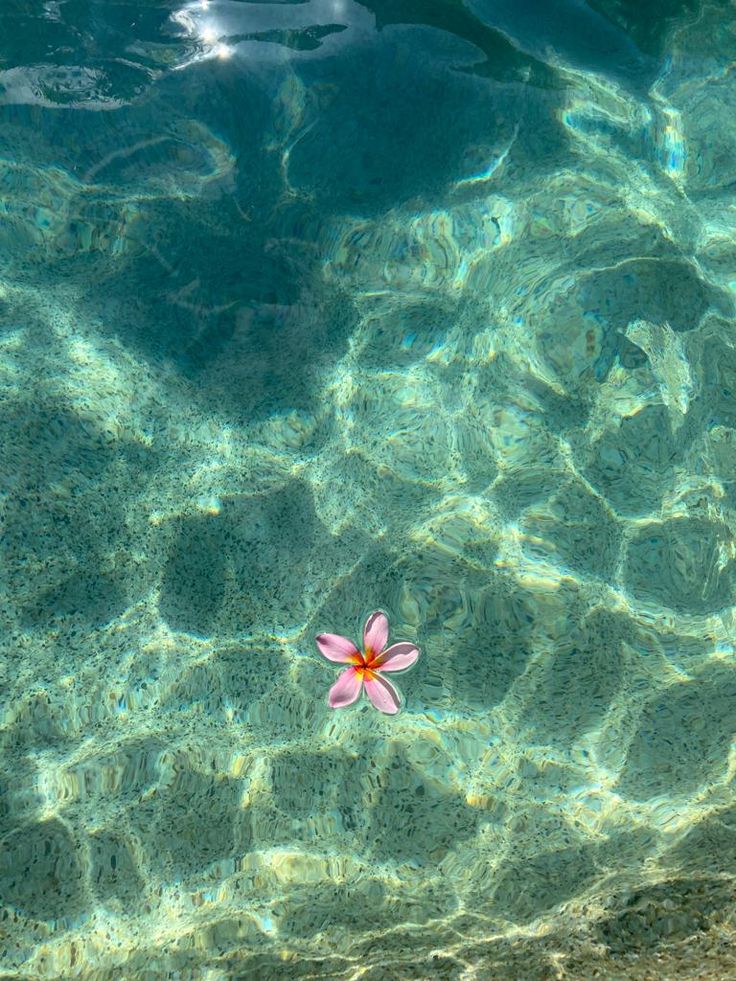 a pink flower floating in clear blue water