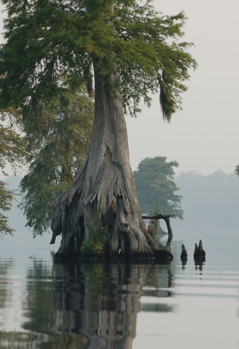 a tree that is sitting in the water