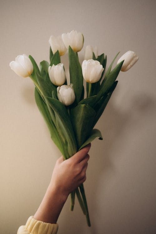 a hand holding a bouquet of white tulips