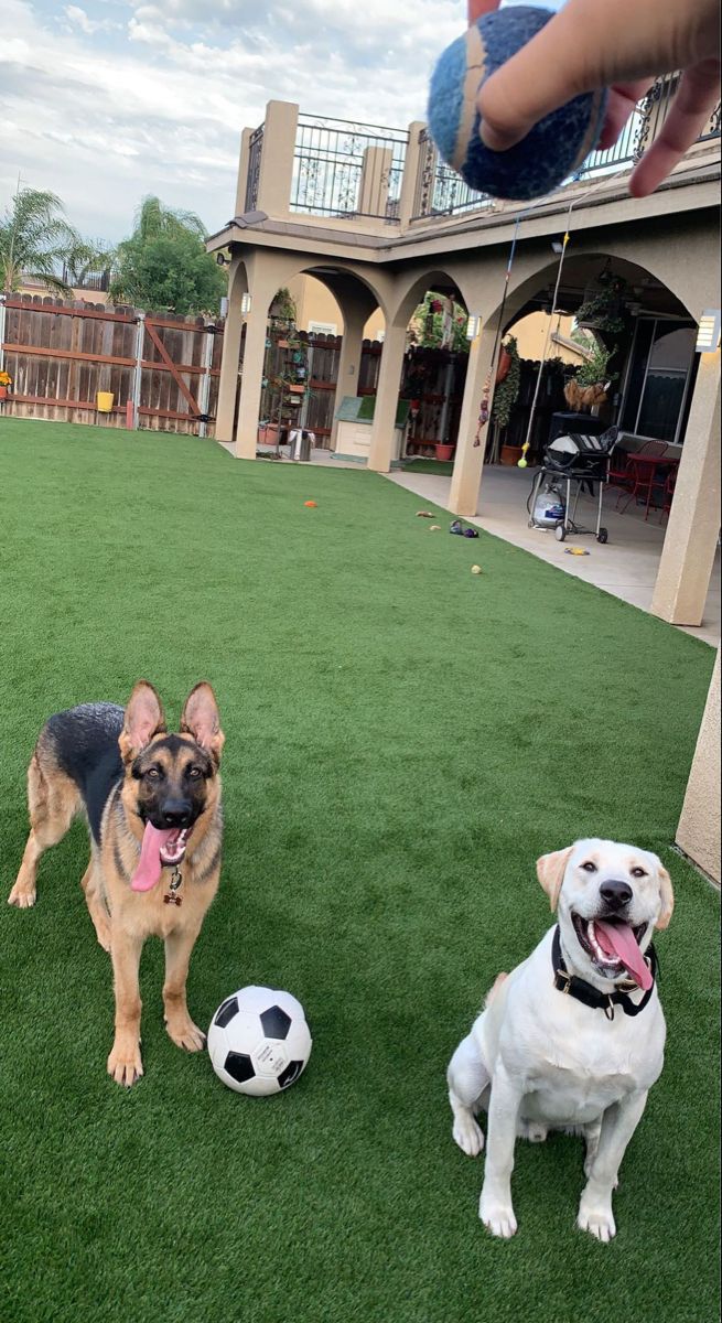 two dogs are playing with a soccer ball