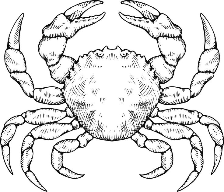 a black and white drawing of a crab