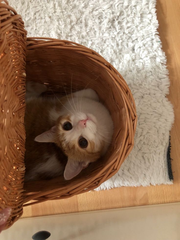 a cat is sitting in a basket on the floor