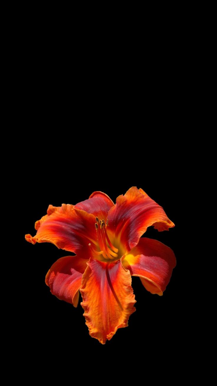 an orange and red flower on a black background