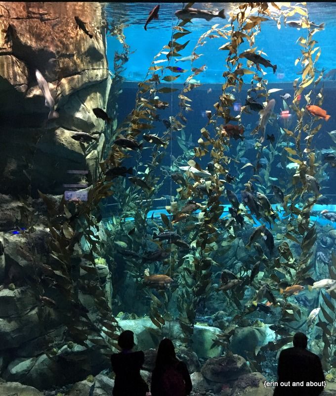 two people looking at an aquarium full of fish