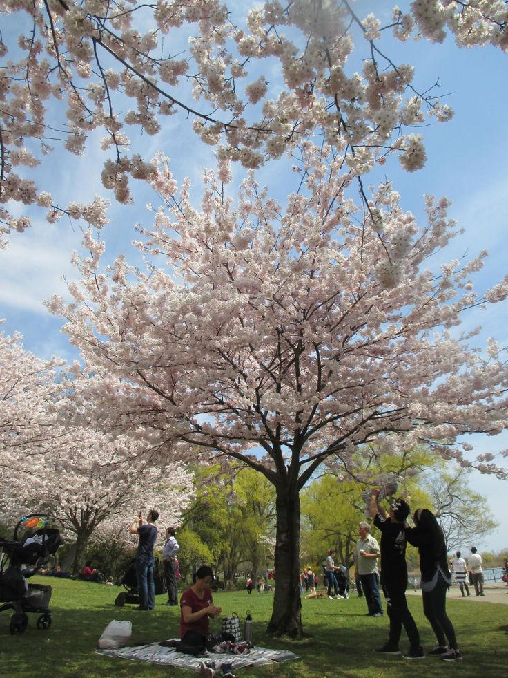 people are sitting under the cherry blossom tree