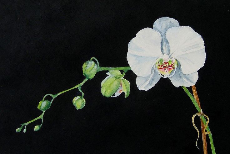 a painting of a white flower with green stems and buds on a black background,