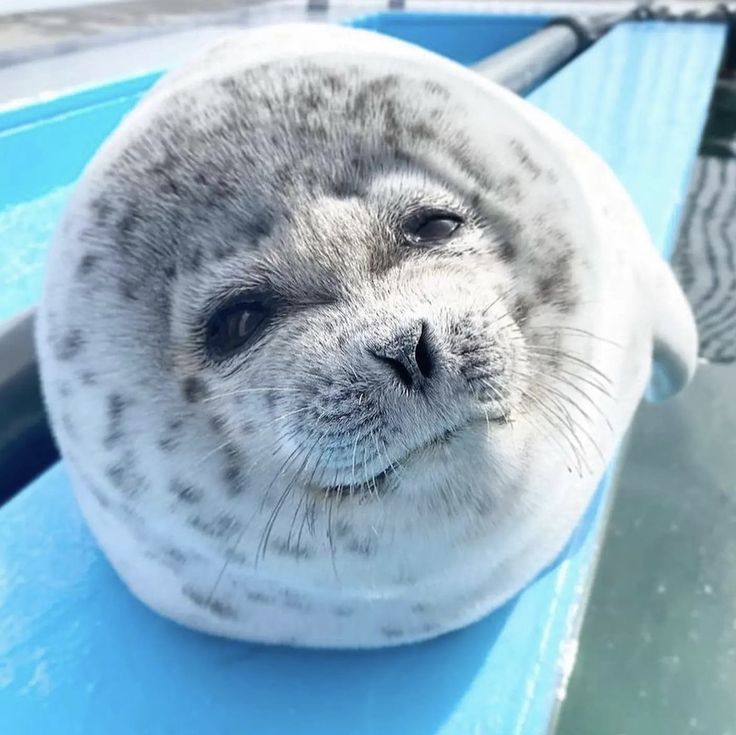 a seal is sitting on top of a blue bench