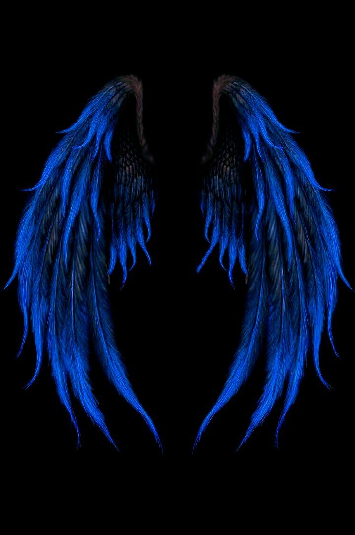 two dark blue wings on a black background with no one in the photo looking at them