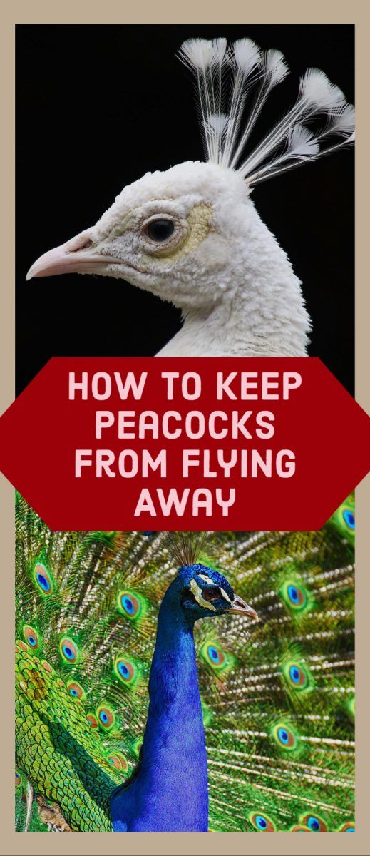 Often strutting about in open ground, peacocks are majestic fowls to look at, especially as they fan out their tails. But for budding peacock owners, it may come as a surprise that peacocks will fly away if they’re untrained or left out of the pen at night. So, how can you keep peacocks from flying away? Peacock House Ideas, Peacock Aviary Ideas, Peacock Coop Pens, Peacock Pens Ideas, Peacock Coop Ideas, Peacock Enclosure Ideas, Peacock Shelter, Peacock Farming, Peacock Raising