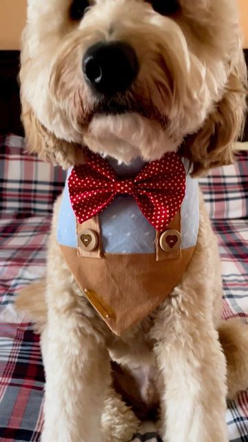 a dog wearing a red bow tie on top of a plaid bed sheet with pillows