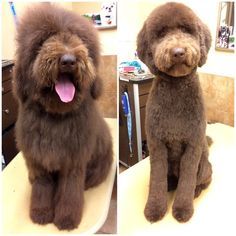 two pictures of a brown dog sitting on top of a table