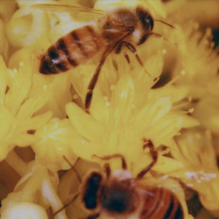 two bees sitting on top of yellow flowers with the words aesthetic above them in white letters