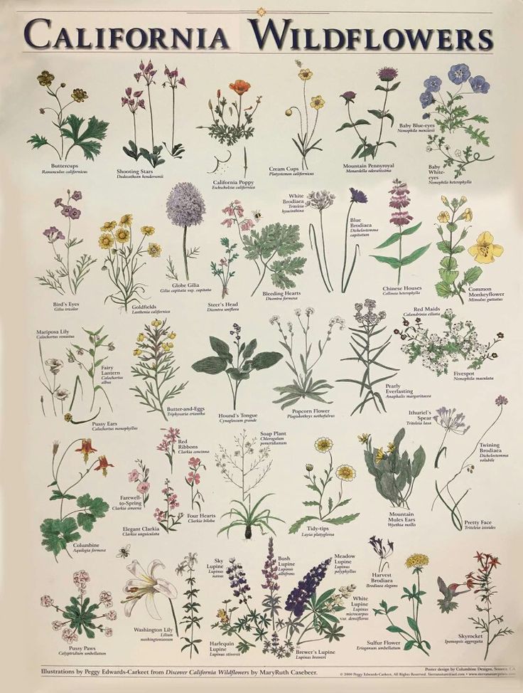 the california wildflowers poster is displayed in front of a white background with many different flowers