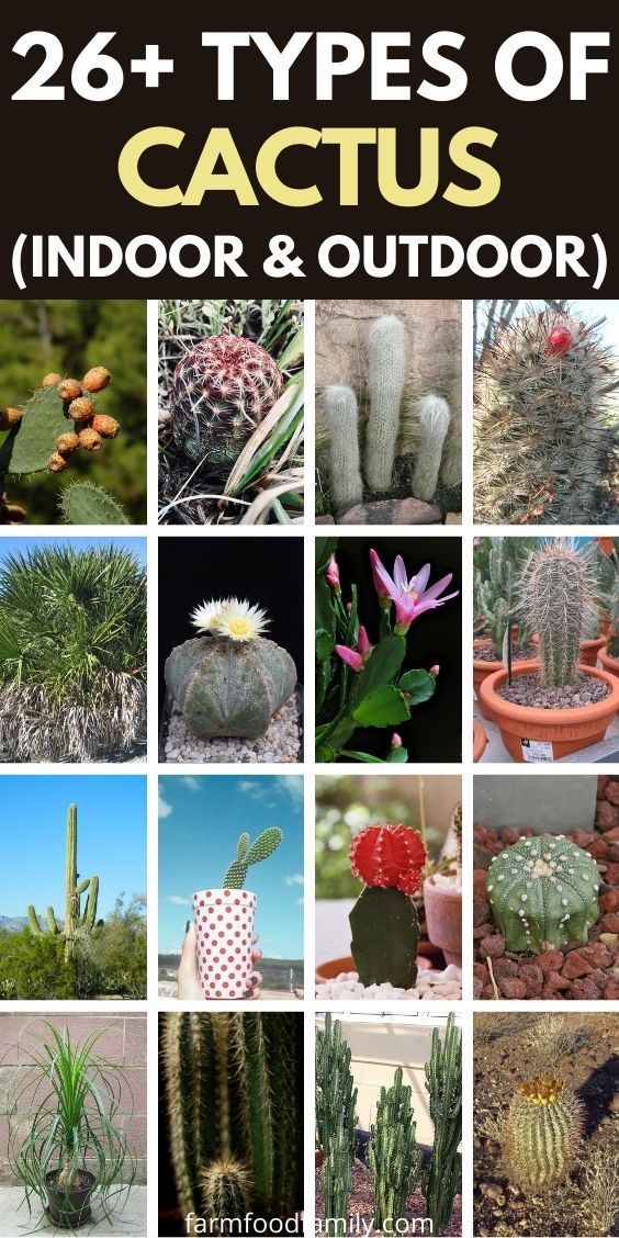 many different types of cactuses and cacti are shown in this collage