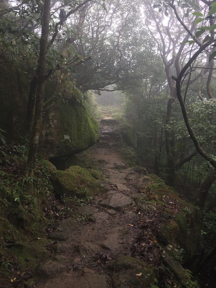 a path in the middle of a forest with moss growing on it's sides