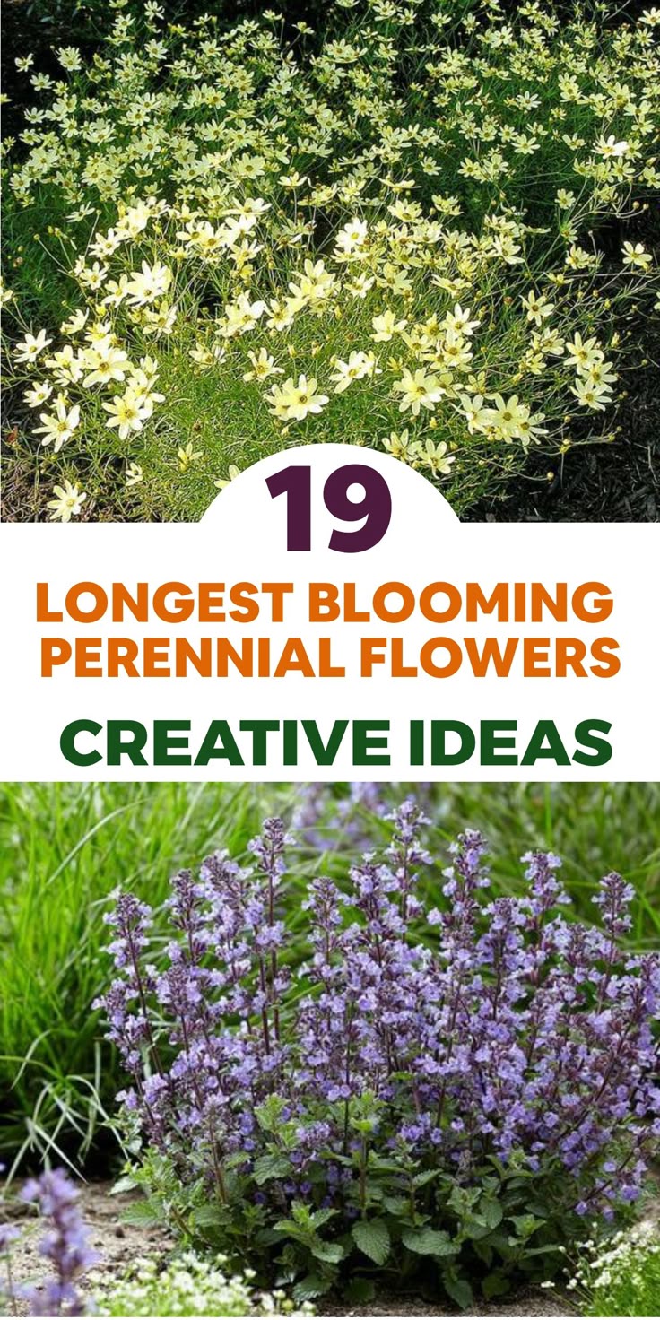 flowers with the title 19 longest blooming perennials creative ideas