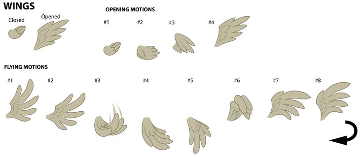 the stages of wing formation for different types of wings