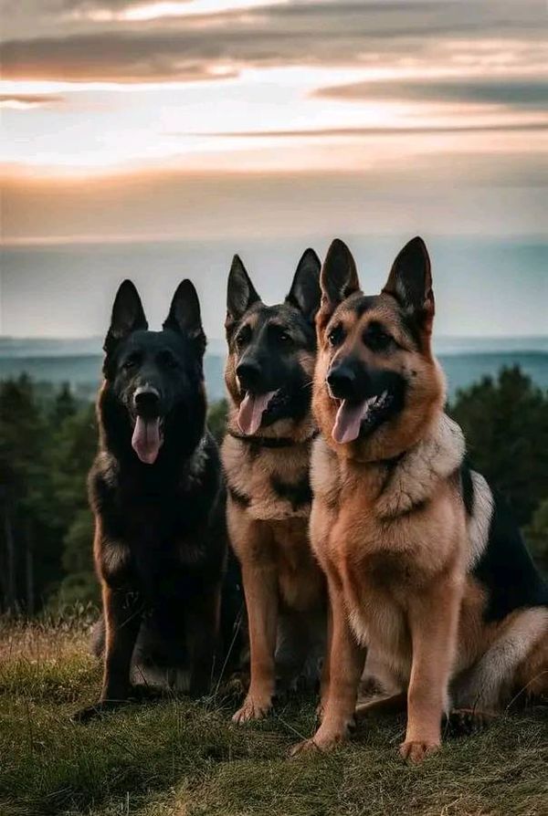 three german shepherd dogs sitting on top of a grass covered hill with trees in the background