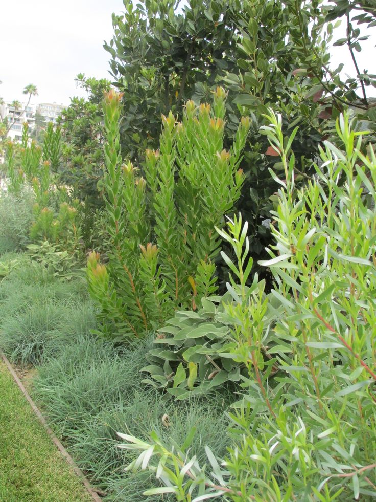 a garden with lots of green plants next to the grass and bushes on either side