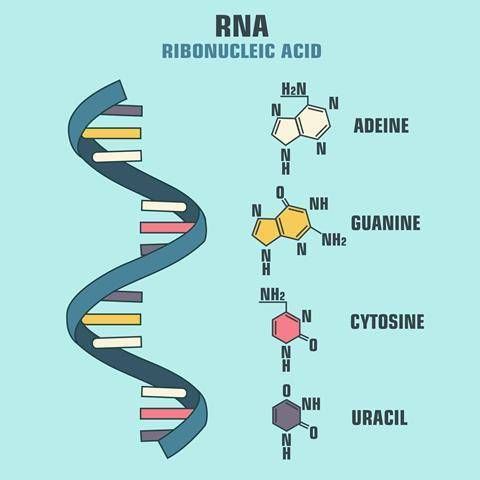 the structure of an animal's protein, labeled in three different colors and sizes