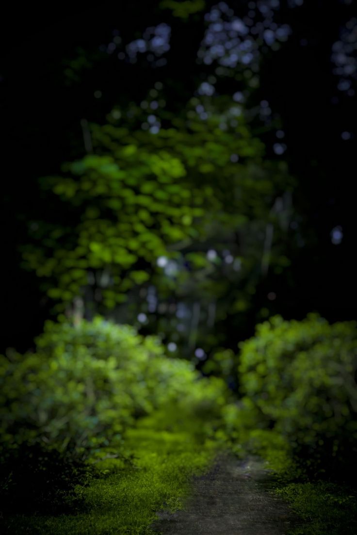 an animal that is walking down a dirt road in the dark with trees behind it