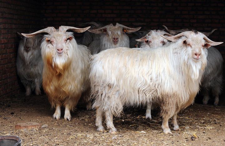 there are many goats standing together in the barn door sill, and one is looking at the camera