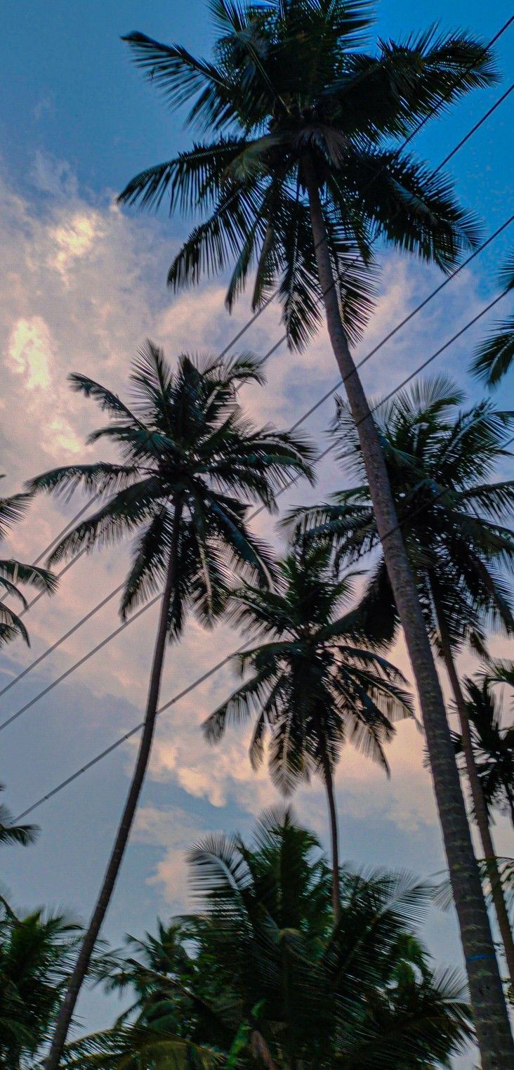 some palm trees and power lines against a blue sky with clouds in the back ground