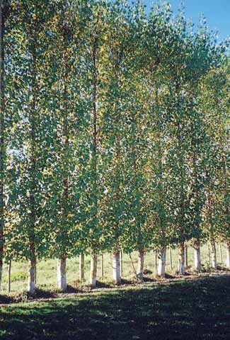 a row of trees in the middle of a field