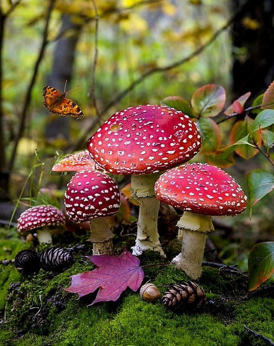 three mushrooms are sitting on the moss in the forest with a butterfly flying over them