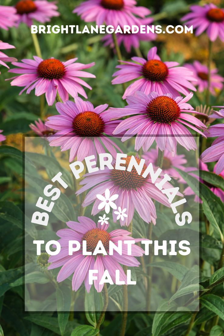 purple flowers with the words best perennials to plant this fall