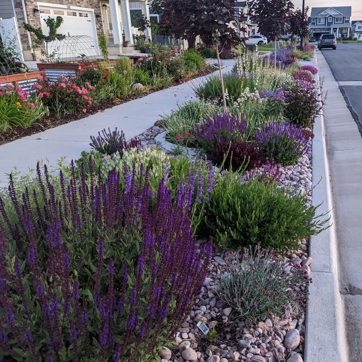 some purple flowers are in the middle of a garden bed on a sidewalk near houses