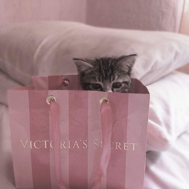 a kitten hiding in a pink shopping bag with the word victoria's secret printed on it