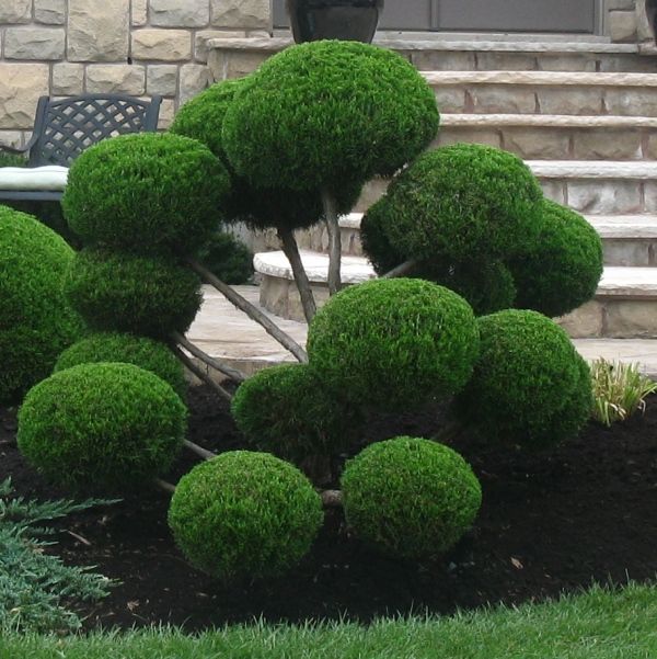 a group of green bushes in front of a house