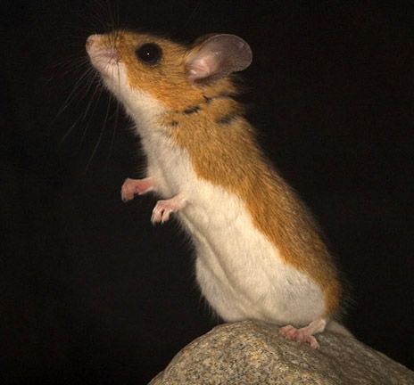 a small brown and white mouse sitting on top of a rock in the night time