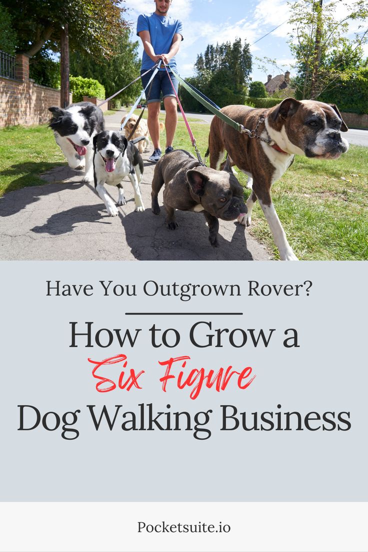 how to grow a six figure dog walking business by pocketsitte info - pocketsitte com