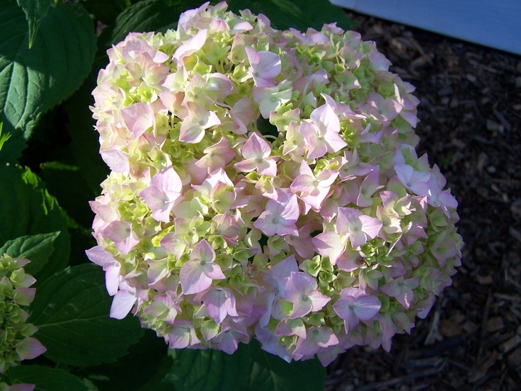 pink and green flowers blooming in the garden