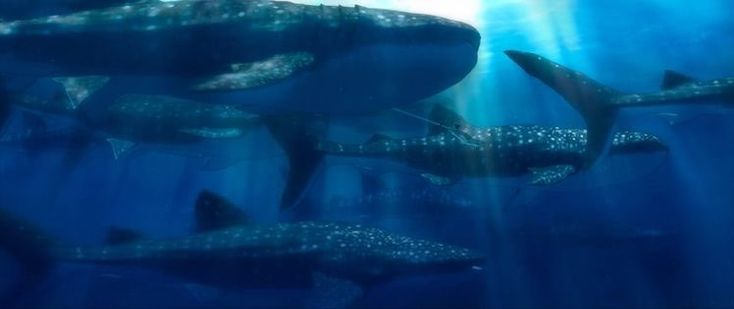 a large group of sharks swimming in the ocean with sunlight streaming through them's water