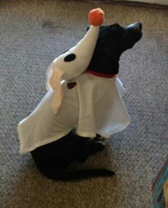 a dog dressed up in a costume with an orange ball