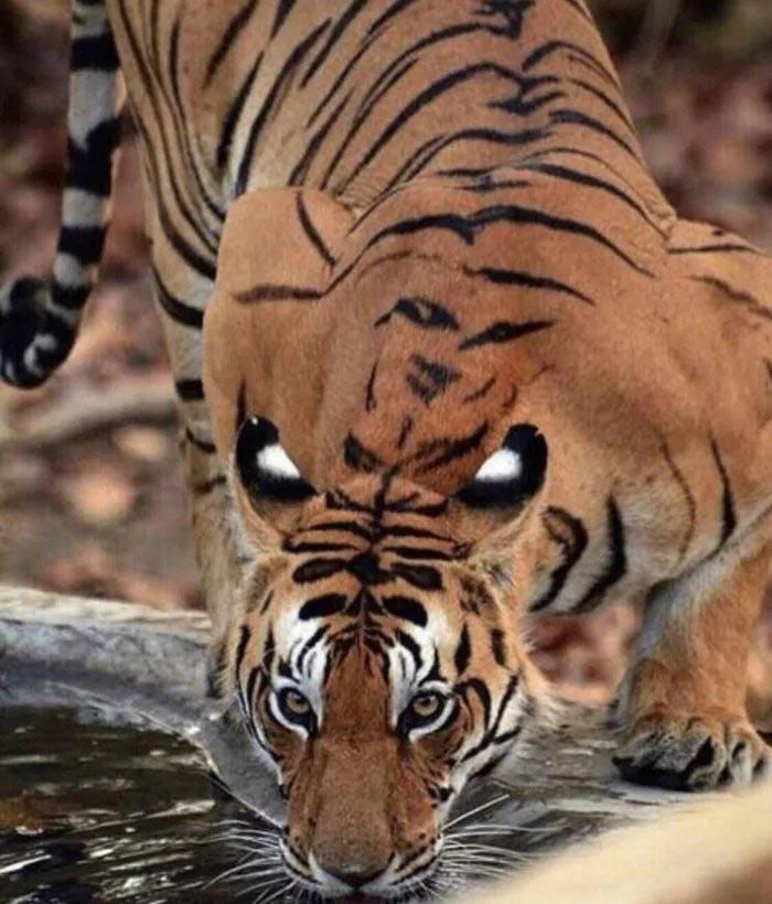 a tiger drinking water from a small pond