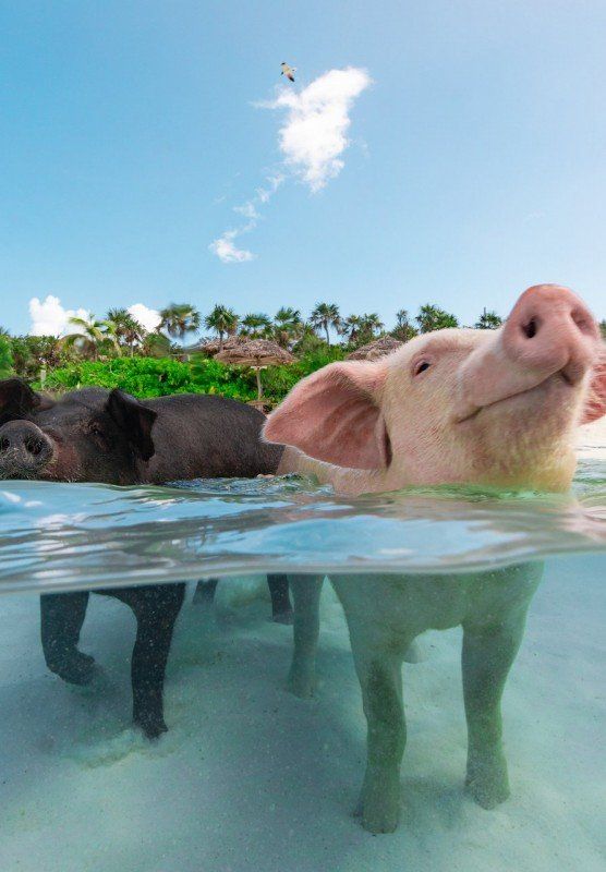 two pigs swimming in the ocean with their mouths open