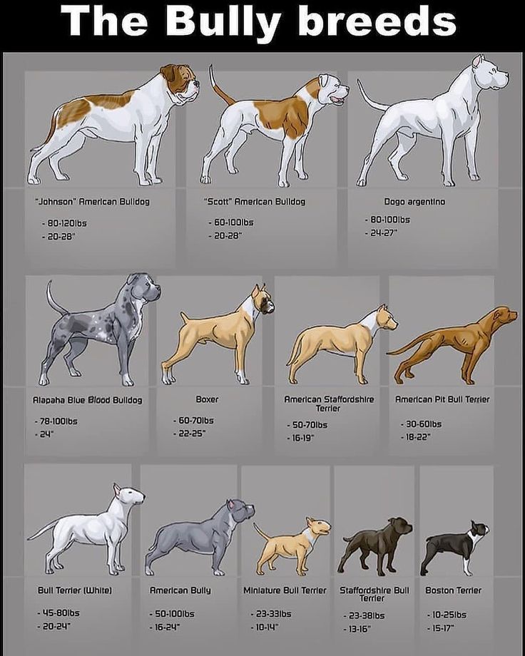 the different breeds of dogs that are available in each breed, from male to female