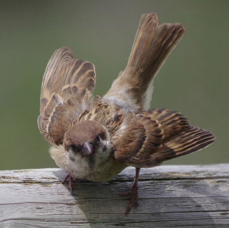 a small brown and white bird sitting on top of a wooden fence post with it's wings spread wide open