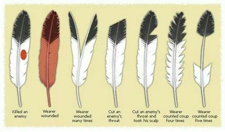 different types of feathers are shown in this diagram, with the names and colors on them