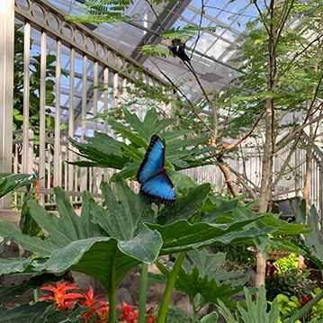 a blue butterfly sitting on top of a green leafy plant in a glass house